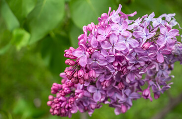 spring, beautiful lilac grove in the garden, flower color - lilac, purple, close-up