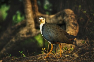 white Breasted Waterhen...