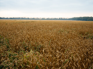 Nature fresh air on dry fields grass trees