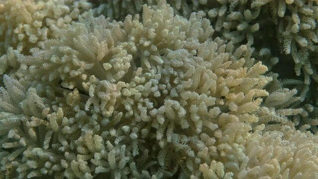 Details of the soft coral polips. Extreme close-up of the soft coral polips on the reef. Natural underwater background. Pom Pom Xenia or Pulse Coral (Xenia umbellata)