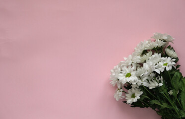 daisies on a pink background, space for text