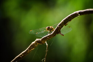 DRAGONFLY - Insect perched on on a branch in the forest
