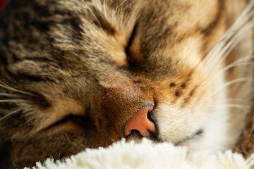 Fototapeta na wymiar beautiful cute cat tired and resting on his pillow, pet sweet dream, macro photography