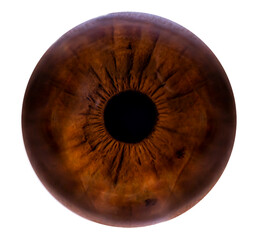  brown eye pupil  macro photo.