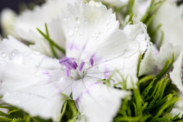  Delightful lily flower detail isolated on background.