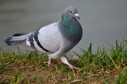 wild pigeon on the banks of the river Ostravice, Ostrava, Northern Moravia, Czech Republic