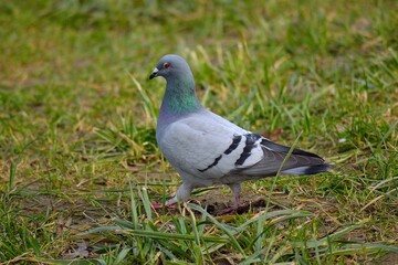 wild pigeon on the banks of the river Ostravice, Ostrava, Northern Moravia, Czech Republic