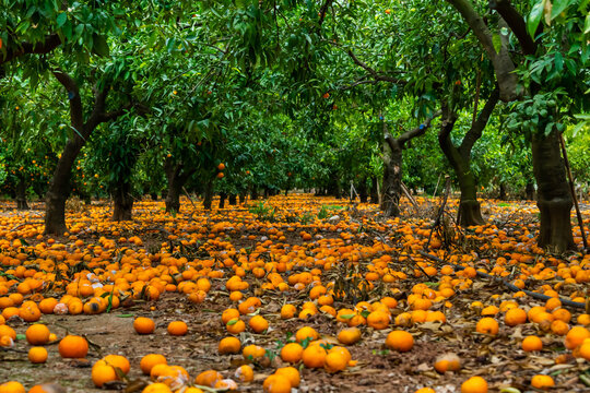 huerto de naranjos con la producci&oacute;n estropeada en el suelo sin cosechar , miles de naranjas en el suelo formando un manto