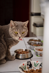 Naklejka na ściany i meble British Shorthair cat eating, eating food