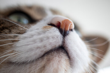 close up of a kitten cat nose