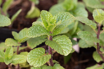Spanish Mint (Mentha spicata 'Spanish') herb plant  © Danny