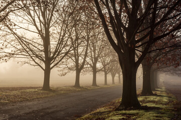 Fototapeta na wymiar Trees in the Mist