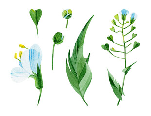 Flowers, seeds, leaves of Capsella bursa-pastoris. Hand-drawn in watercolor. Set of Botanical illustrations on a white background. Design elements that are perfect for postcards, prints, and banners.