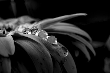 Flower reflected in water drops on white leaf. macro detail photo. romantic composition.
