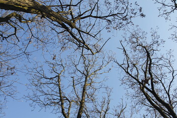 branches of a tree against sky