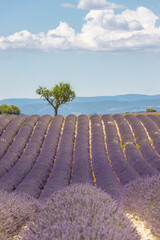 Trees on lavender fields in the provence in France, Europe