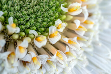 Obraz na płótnie Canvas white gerbera daisy, macro photo. close up