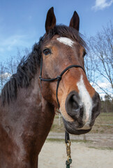 Horses. Horseriding. Instruction. Coaching.Head of a horse.