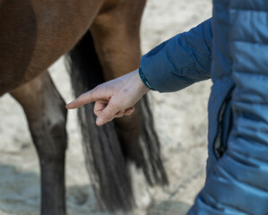 Horses. Horseriding. Instruction. Coaching. Pointing finger.