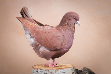 Brown pigeon kicked the tail snooty