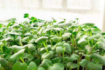 Micro greens radish growing in box. Healthy lifestyle.