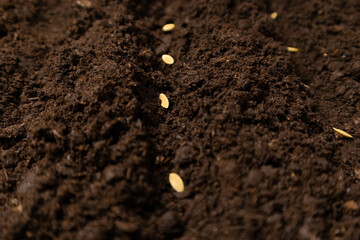 Cucumber seeds tips close up. Planting Seeds, selective focus.