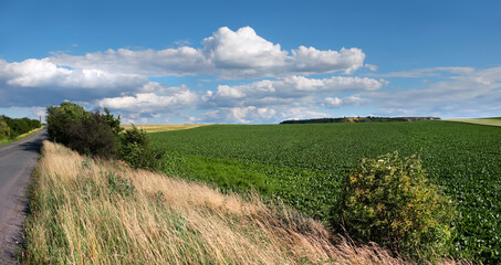 Agricultural fields on hills by the road in Bohemia, Czesh Republic. Panoramic image taken by the road on a bright day with blue sky and clouds. Wild cereal plants on roadside, side of the road.