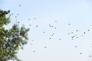 A flock of starlings in flight.