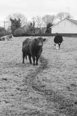 Vaches  dans un champs