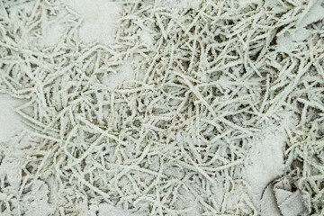 Leaves and grass covered with hoarfrost. Abstract floral background, top view.