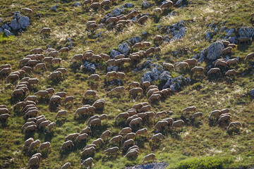Herd of sheeps on meadow in Apennine Mountains landscape, Italy