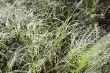 Feather ornamental look grass close-up view on Apennine meadow