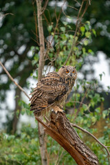 Eurasian Eagle Owl, Bubo bubo, a large species of Eagle Owl. Sit in a tree, Shake its feathers, red eyes staring at you. One of the largest species of owls