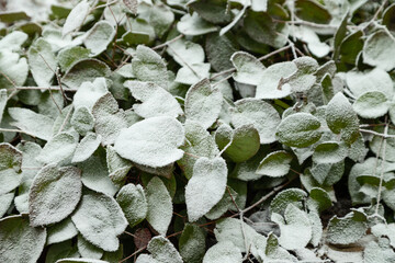 Barrenwort leaves covered with hoarfrost. Abstract floral background, top view.