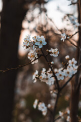 Retrato de flores primaverales al atardecer