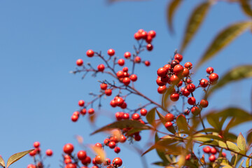 赤い実