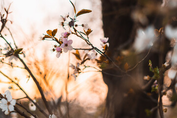 Retrato de flores primaverales al atardecer