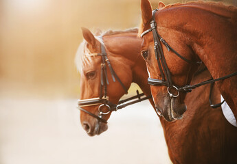 Portrait of two sorrel horses with a light mane and bridle on the muzzle, standing side by side on...