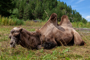 A camel with a brown skin and two humps against a background of green grass in the mountains with a forest, lies on the ground. animals in nature.