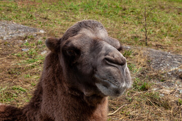 Close-up on the head and long neck of a camel with a brown skin on a background of green grass,...