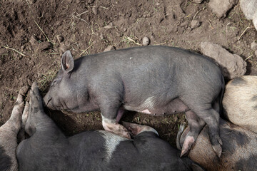 A black wild pig sleeps in the mud on a warm summer day.
