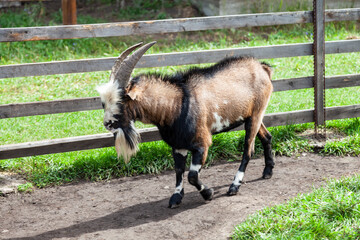 A brown mountain goat with a beard and large horns on a sunny summer day.