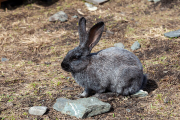 Close-up on a gray soft and fluffy hare with big ears gallops on the ground in nature outside. Animals in the wild.