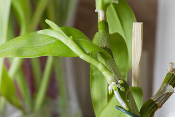 orchid sprout with aerial roots