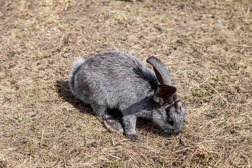 Close-up on a gray soft and fluffy hare with big ears gallops on the ground in nature outside. Animals in the wild.
