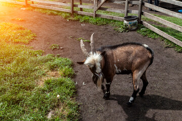 A brown mountain goat with a beard and large horns on a sunny summer day.