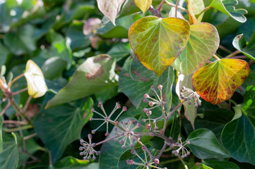 unripe berries of an ivy in winter