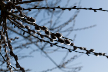 fluffy willow catkins on a sunny day