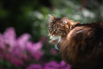 A domestic cat is laying on a old wooden table against a background of green plants. A non-pedigreed cat, circles in blurred background, looks at the camera. A pet in nature. The village, the park.