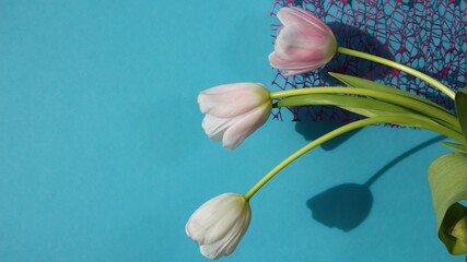 Close-up of three pale pink tulips in natural sunlight on a blue and mauve grid background for a...
